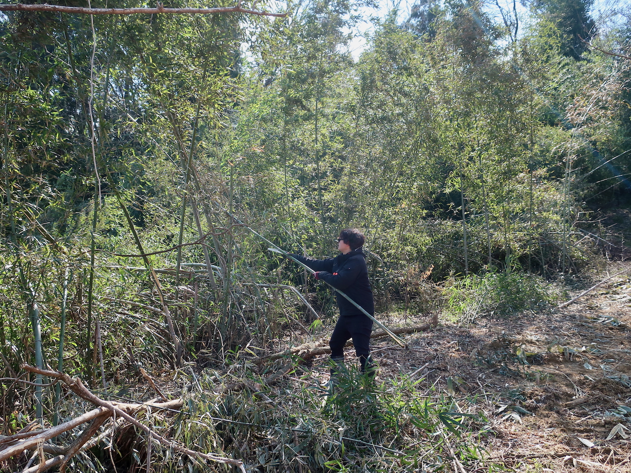 竹林・天地返し