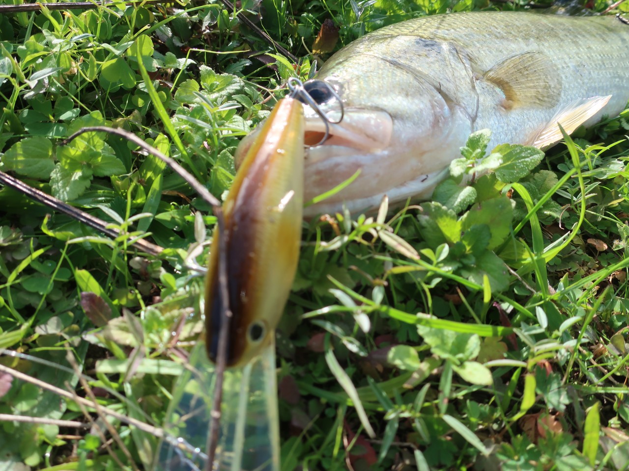 まんぞくフィッシュ